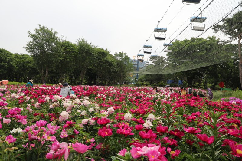 서울대공원은 오는 24일부터 열흘간 테마가든 장미원에서 '2024 장미원축제'를 연다고 23일 밝혔다. ⓒ사진 서울시 제공, 뉴시스